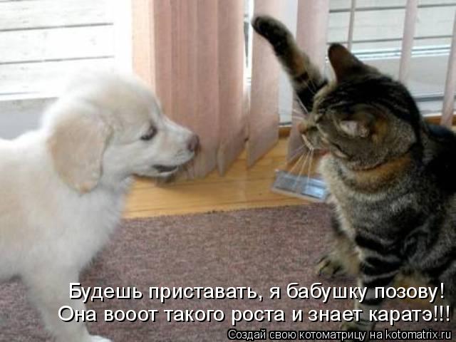 Она вооот такого роста и знает каратэ!!! Будешь приставать, я бабушку позову!... Котоматрица: Она вооот такого роста и знает каратэ!!! Будешь приставать, я бабушку позову!