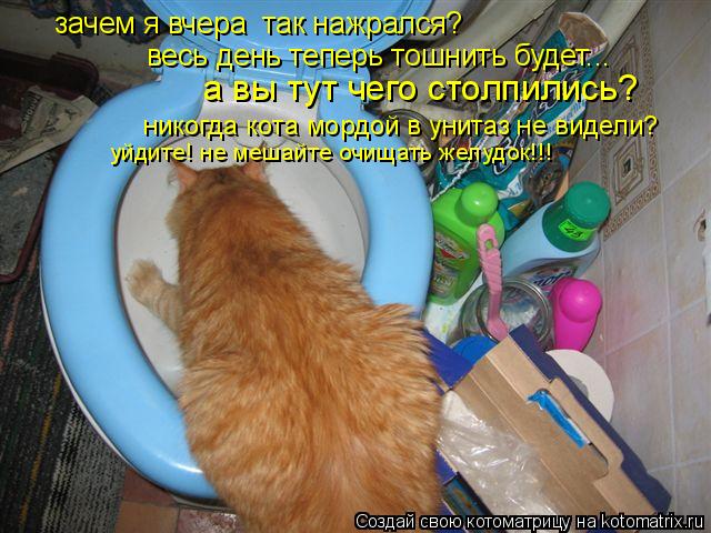 Котоматрица: зачем я вчера  так нажрался? весь день теперь тошнить будет... а вы тут чего столпились? никогда кота мордой в унитаз не видели? уйдите! не меш