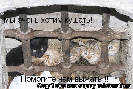 Котоматрица: Помогите нам выжать!!! Мы очень хотим кушать!