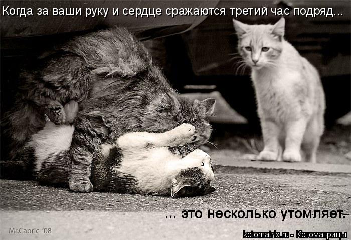 Когда за ваши руку и сердце сражаются третий час подряд... ... это несколько утомляет. ... это нескол... Котоматрица: Когда за ваши руку и сердце сражаются третий час подряд... ... это несколько утомляет. ... это несколько утомляет.