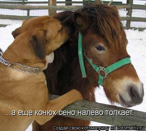 ...а еще конюх сено налево толкает.... Котоматрица: ...а еще конюх сено налево толкает.