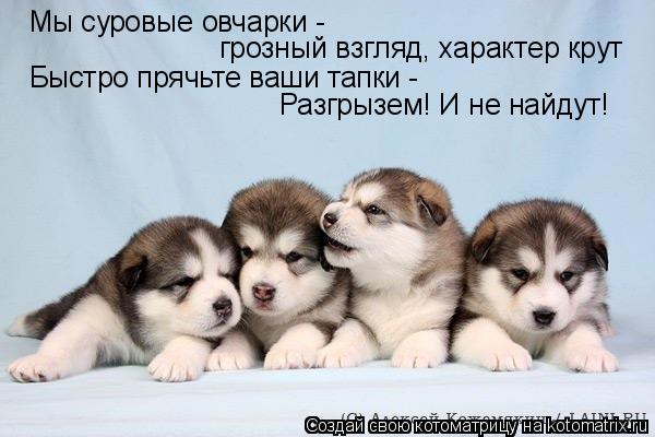 Мы суровые овчарки - грозный взгляд, характер крут Быстро прячьте ваши тапки - Разгрызем! И не найду... Котоматрица: Мы суровые овчарки - грозный взгляд, характер крут Быстро прячьте ваши тапки - Разгрызем! И не найдут!