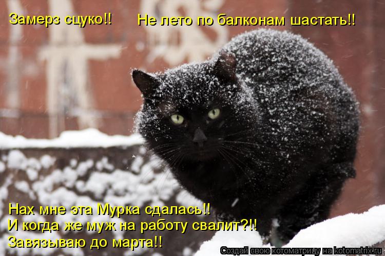 Замерз сцуко!! Не лето по балконам шастать!! Нах мне эта Мурка сдалась!! И когда же муж на работу сва... Котоматрица: Замерз сцуко!! Не лето по балконам шастать!! Нах мне эта Мурка сдалась!! И когда же муж на работу свалит?!! Завязываю до марта!!