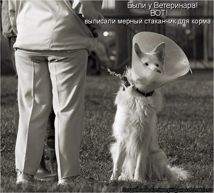 Были у Ветеринара! ВОТ! выписали мерный стаканчик для корма... Котоматрица: Были у Ветеринара! ВОТ! выписали мерный стаканчик для корма