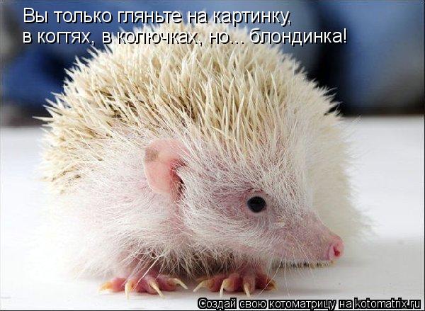 Вы только гляньте на картинку, в когтях, в колючках, но... блондинка!... Котоматрица: Вы только гляньте на картинку, в когтях, в колючках, но... блондинка!