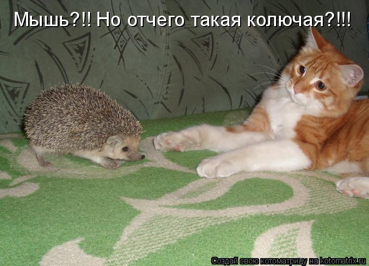 Мышь?!! Но отчего такая колючая?!!!... Котоматрица: Мышь?!! Но отчего такая колючая?!!!