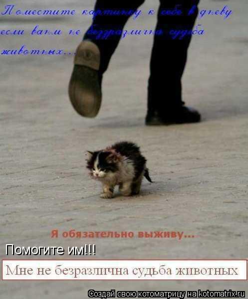Котоматрица: Помогите им!!!