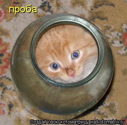 проба... Котоматрица: проба