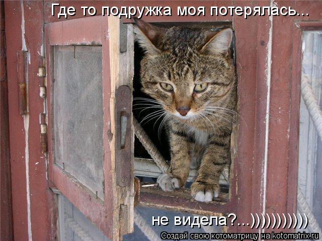 Котоматрица: Где то подружка моя потерялась... не видела?...)))))))))))