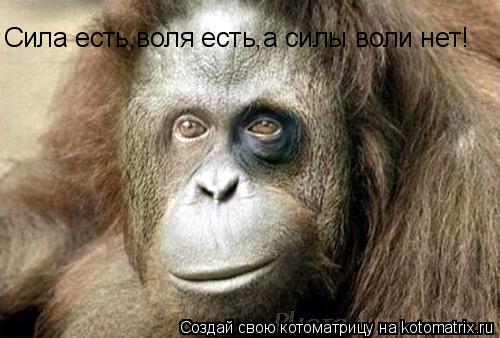 Котоматрица: Сила есть,воля есть,а силы воли нет!