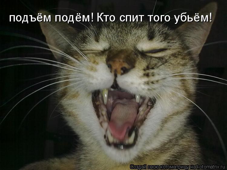 подъём подём! Кто спит того убьём!... Котоматрица: подъём подём! Кто спит того убьём!