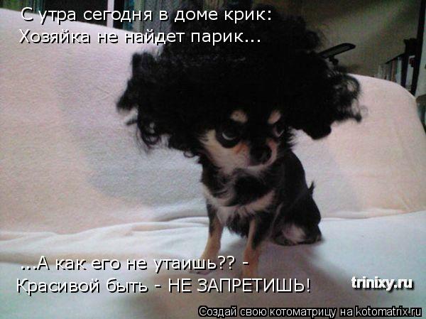 С утра сегодня в доме крик: Хозяйка не найдет парик... ...А как его не утаишь?? - Красивой быть - НЕ ... Котоматрица: С утра сегодня в доме крик: Хозяйка не найдет парик... ...А как его не утаишь?? - Красивой быть - НЕ ЗАПРЕТИШЬ!