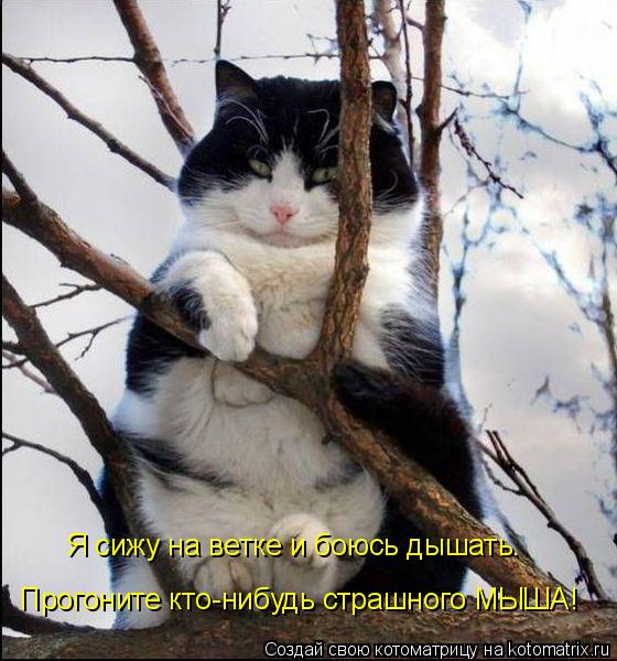 Я сижу на ветке и боюсь дышать… Прогоните кто-нибудь страшного МЫША!... Котоматрица: Я сижу на ветке и боюсь дышать… Прогоните кто-нибудь страшного МЫША!