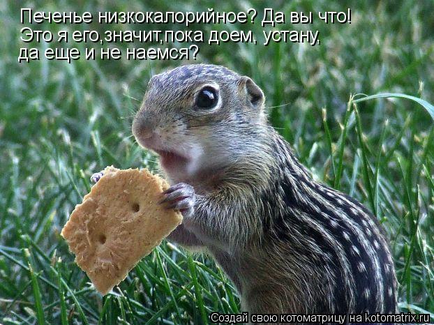 Печенье низкокалорийное? Да вы что! Это я его,значит,пока доем, устану, да еще и не наемся?... Котоматрица: Печенье низкокалорийное? Да вы что! Это я его,значит,пока доем, устану, да еще и не наемся?