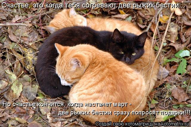 Счастье, это когда тебя согревают две рыжих бестии... Но счастье кончится, когда настанет март - две ... Котоматрица: Счастье, это когда тебя согревают две рыжих бестии... Но счастье кончится, когда настанет март - две рыжих бестии сразу попросят подарки!!!