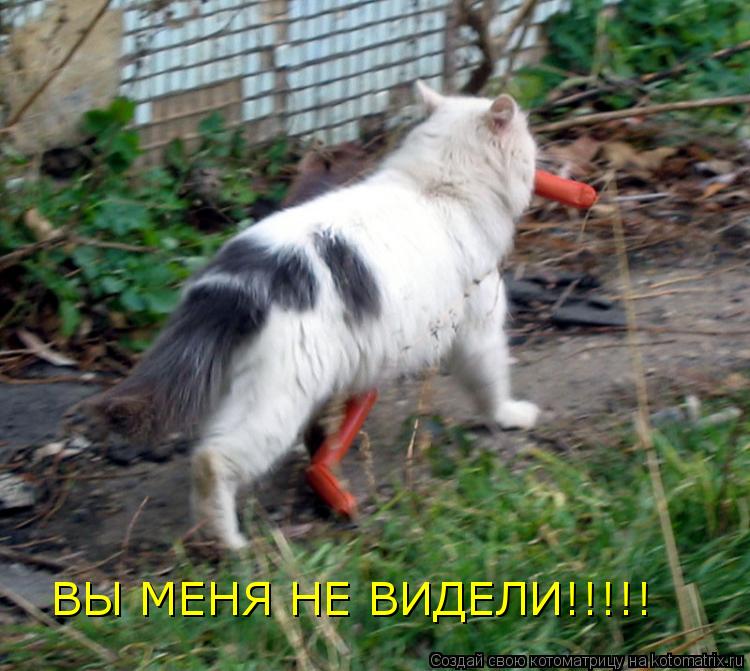 Котоматрица: ВЫ МЕНЯ НЕ ВИДЕЛИ!!!!!