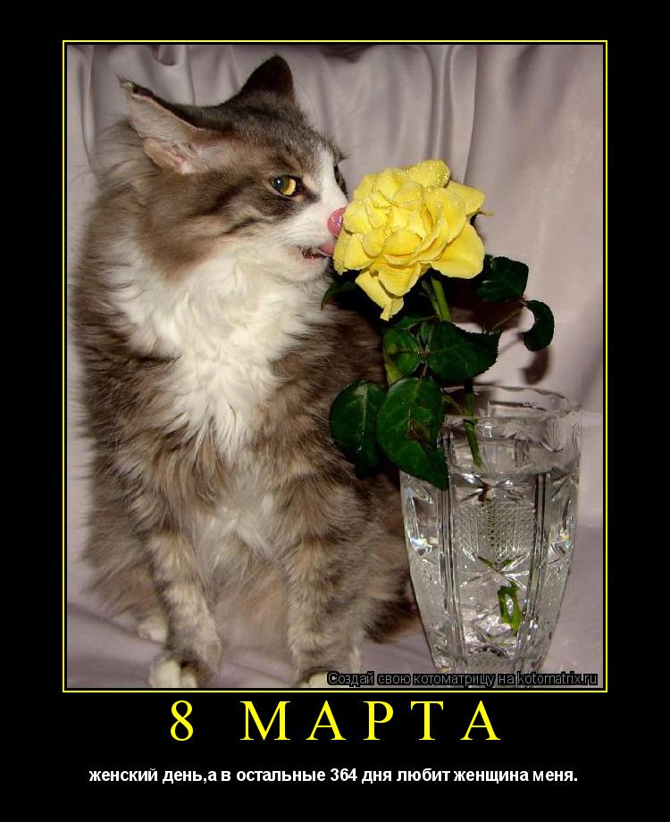 Котоматрица: 8 МАРТА  женский день,а в остальные 364 дня любит женщина меня.