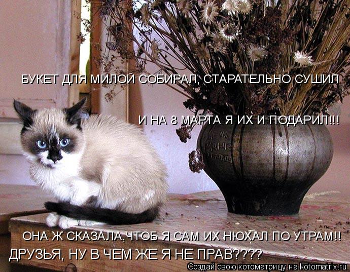 БУКЕТ ДЛЯ МИЛОЙ СОБИРАЛ, СТАРАТЕЛЬНО СУШИЛ ОНА Ж СКАЗАЛА,ЧТОБ Я САМ ИХ НЮХАЛ ПО УТРАМ!! И НА 8 МАРТА ... Котоматрица: БУКЕТ ДЛЯ МИЛОЙ СОБИРАЛ, СТАРАТЕЛЬНО СУШИЛ ОНА Ж СКАЗАЛА,ЧТОБ Я САМ ИХ НЮХАЛ ПО УТРАМ!! И НА 8 МАРТА Я ИХ И ПОДАРИЛ!!! ДРУЗЬЯ, НУ В ЧЕМ ЖЕ Я НЕ ПРА