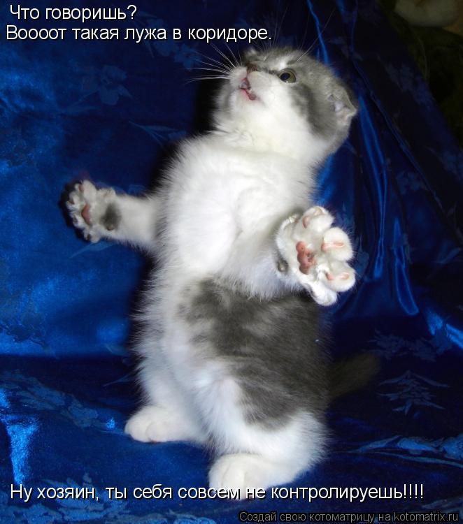 Котоматрица: Что говоришь?  Воооот такая лужа в коридоре.  Ну хозяин, ты себя совсем не контролируешь!!!!
