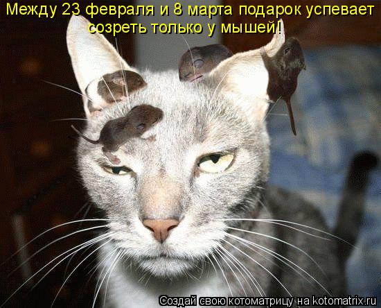 Между 23 февраля и 8 марта подарок успевает созреть только у мышей!... Котоматрица: Между 23 февраля и 8 марта подарок успевает созреть только у мышей!