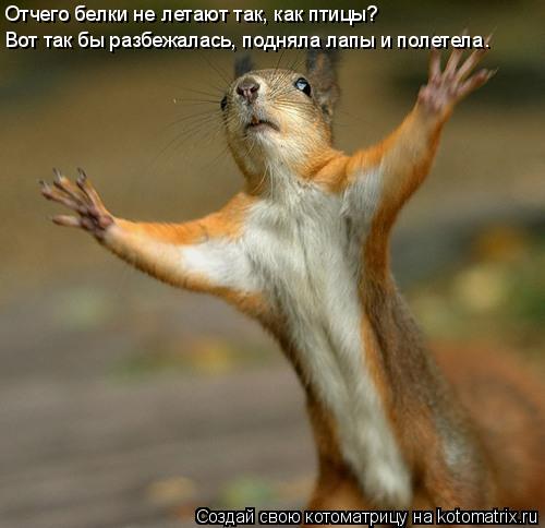 Отчего белки не летают так, как птицы? Вот так бы разбежалась, подняла лапы и полетела.... Котоматрица: Отчего белки не летают так, как птицы? Вот так бы разбежалась, подняла лапы и полетела.