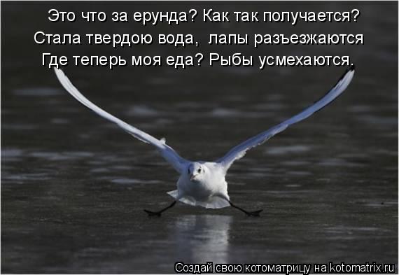 Это что за ерунда? Как так получается? Стала твердою вода, лапы разъезжаются Где теперь моя еда? Рыб... Котоматрица: Это что за ерунда? Как так получается? Стала твердою вода, лапы разъезжаются Где теперь моя еда? Рыбы усмехаются…
