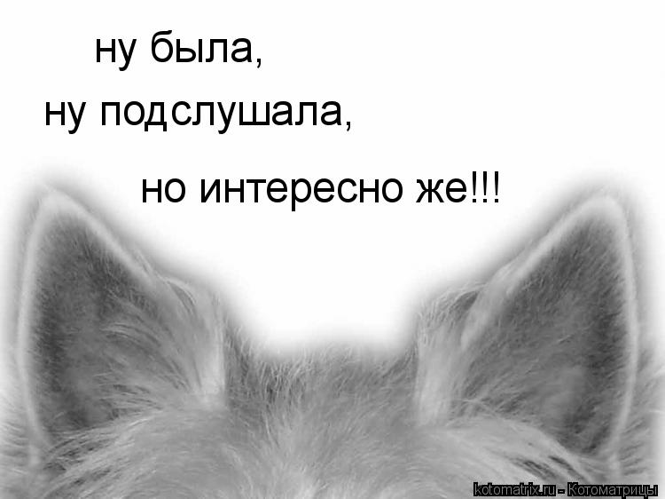 ну была, ну подслушала, но интересно же!!!... Котоматрица: ну была, ну подслушала, но интересно же!!!