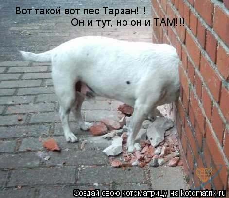 Котоматрица: Вот такой вот пес Тарзан!!!  Он и тут, но он и ТАМ!!!