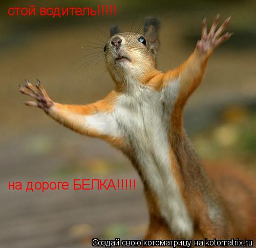 стой водитель!!!!! на дороге БЕЛКА!!!!!... Котоматрица: стой водитель!!!!! на дороге БЕЛКА!!!!!