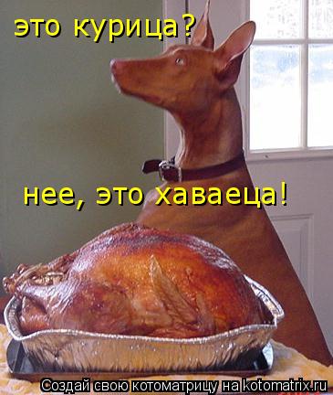 Котоматрица: это курица?  нее, это хаваеца!
