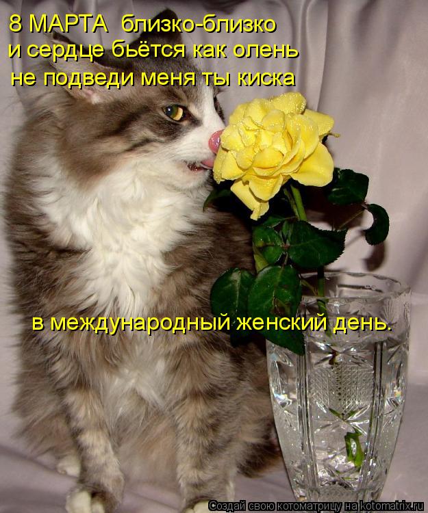 8 МАРТА близко-близко и сердце бьётся как олень не подведи меня ты киска в международный женский ден... Котоматрица: 8 МАРТА близко-близко и сердце бьётся как олень не подведи меня ты киска в международный женский день.
