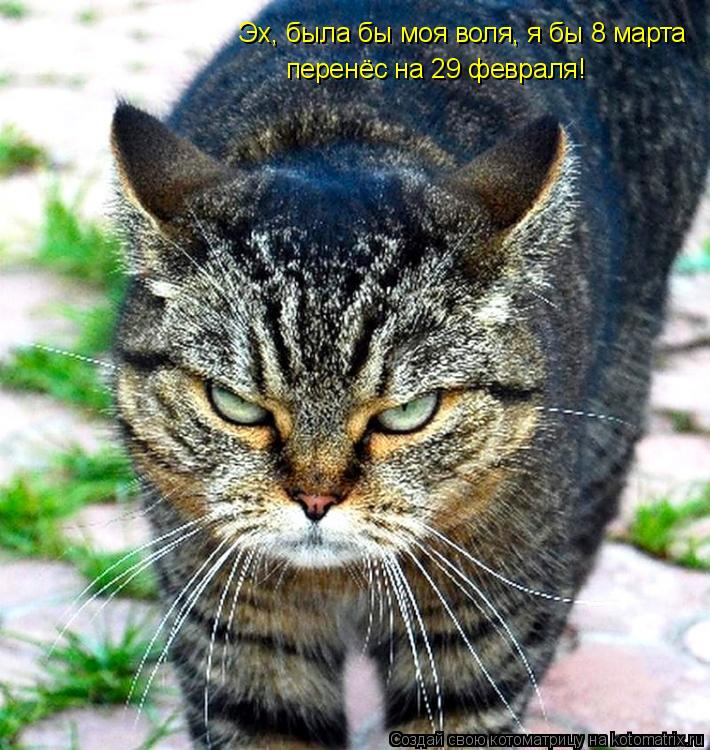 Котоматрица: Эх, была бы моя воля, я бы 8 марта перенёс на 29 февраля!