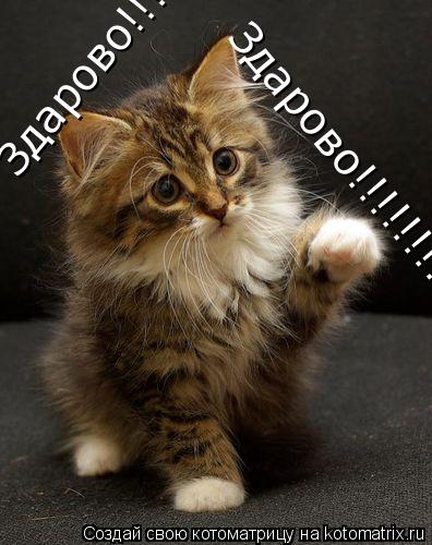 Здарово!!!!!!!! Здарово!!!!!!!!... Котоматрица: Здарово!!!!!!!! Здарово!!!!!!!!