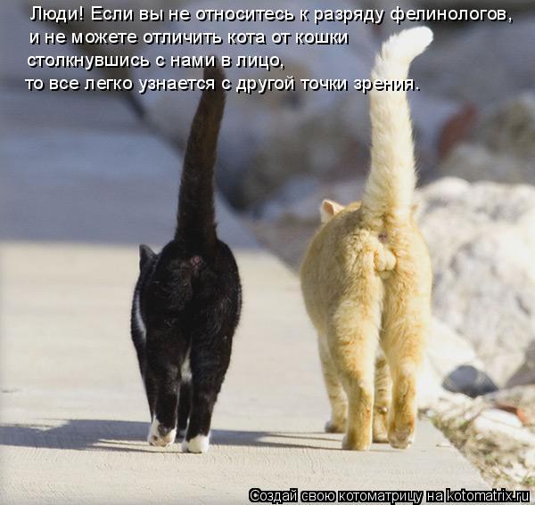 Котоматрица: Люди! Если вы не относитесь к разряду фелинологов, и не можете отличить кота от кошки столкнувшись с нами в лицо, то все легко узнается с дру
