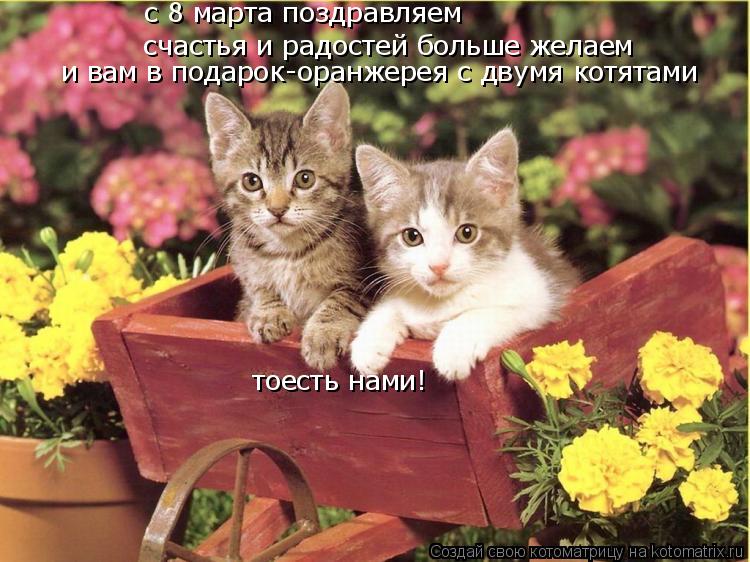 c 8 марта поздравляем счастья и радостей больше желаем и вам в подарок-оранжерея с двумя котятами тое... Котоматрица: c 8 марта поздравляем счастья и радостей больше желаем и вам в подарок-оранжерея с двумя котятами тоесть нами!