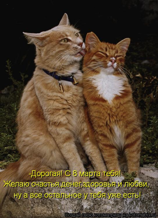 Котоматрица: -Дорогая! С 8 марта тебя! Желаю счастья,денег,здоровья и любви, ну а все остальное у тебя уже есть!