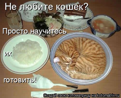 Котоматрица: Не любите кошек? Просто научитесь их готовить!