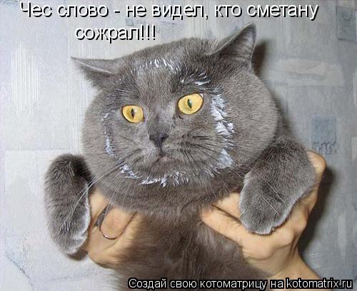 Котоматрица: Чес слово - не видел, кто сметану сожрал!!!