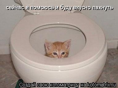 сейчас я помоюсь и буду вкусно пахнуть... Котоматрица: сейчас я помоюсь и буду вкусно пахнуть