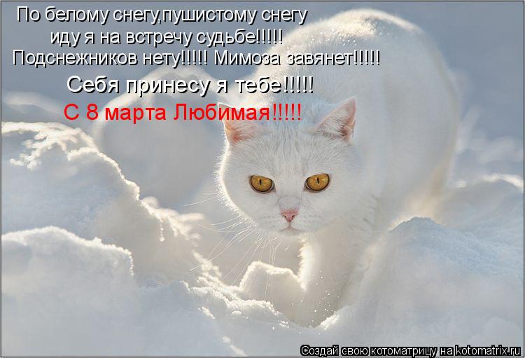 По белому снегу,пушистому снегу иду я на встречу судьбе!!!!! Подснежников нету!!!!! Мимоза завянет!!!... Котоматрица: По белому снегу,пушистому снегу иду я на встречу судьбе!!!!! Подснежников нету!!!!! Мимоза завянет!!!!! Себя принесу я тебе!!!!! С 8 марта Любимая!!!!