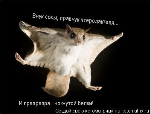 Внук совы, правнук птеродактеля... И прапрапра...чокнутой белки!... Котоматрица: Внук совы, правнук птеродактеля... И прапрапра...чокнутой белки!