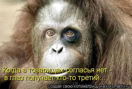 Когда в товарищах согласья нет - в глаз получает кто-то третий...... Котоматрица: Когда в товарищах согласья нет - в глаз получает кто-то третий...