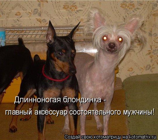 Длинноногая блондинка - главный аксессуар состоятельного мужчины!... Котоматрица: Длинноногая блондинка - главный аксессуар состоятельного мужчины!