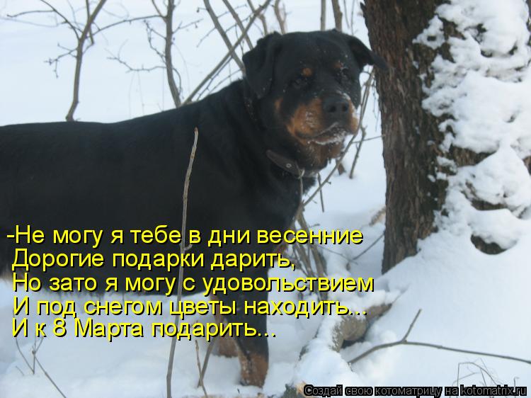 Котоматрица: -Не могу я тебе в дни весенние Дорогие подарки дарить, Но зато я могу с удовольствием И под снегом цветы находить... И к 8 Марта подарить...