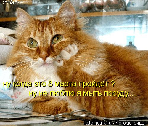 ну когда это 8 марта пройдёт ? ну не люблю я мыть посуду........ Котоматрица: ну когда это 8 марта пройдёт ? ну не люблю я мыть посуду.....