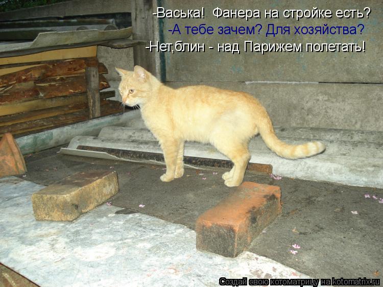 Котоматрица: -Васька!  Фанера на стройке есть? -А тебе зачем? Для хозяйства? -Нет,блин - над Парижем полетать!