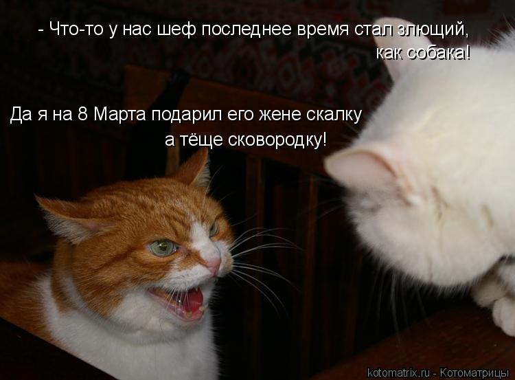 Котоматрица: - Что-то у нас шеф последнее время стал злющий,  как собака!  Да я на 8 Марта подарил его жене скалку а тёще сковородку!