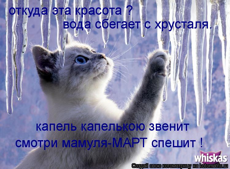 Котоматрица: откуда эта красота ? вода сбегает с хрусталя. капель капелькою звенит смотри мамуля-МАРТ спешит !