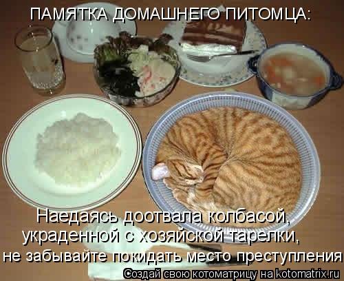 Наедаясь доотвала колбасой, украденной с хозяйской тарелки, не забывайте покидать место преступления!... Котоматрица: Наедаясь доотвала колбасой, украденной с хозяйской тарелки, не забывайте покидать место преступления! ПАМЯТКА ДОМАШНЕГО ПИТОМЦА: