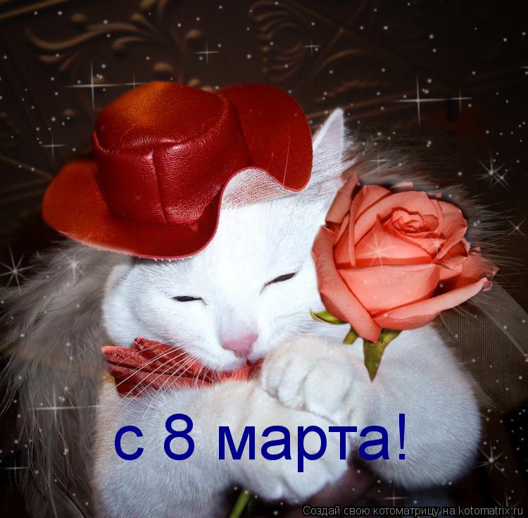 с 8 марта!... Котоматрица: с 8 марта!